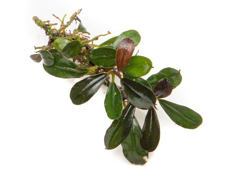 Live Bucephalandra Starter Pack product image 6