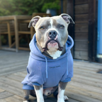 Dog Hoodie product image 39