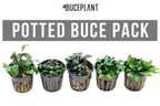 Aquarium Plant Starter Pack product image 1