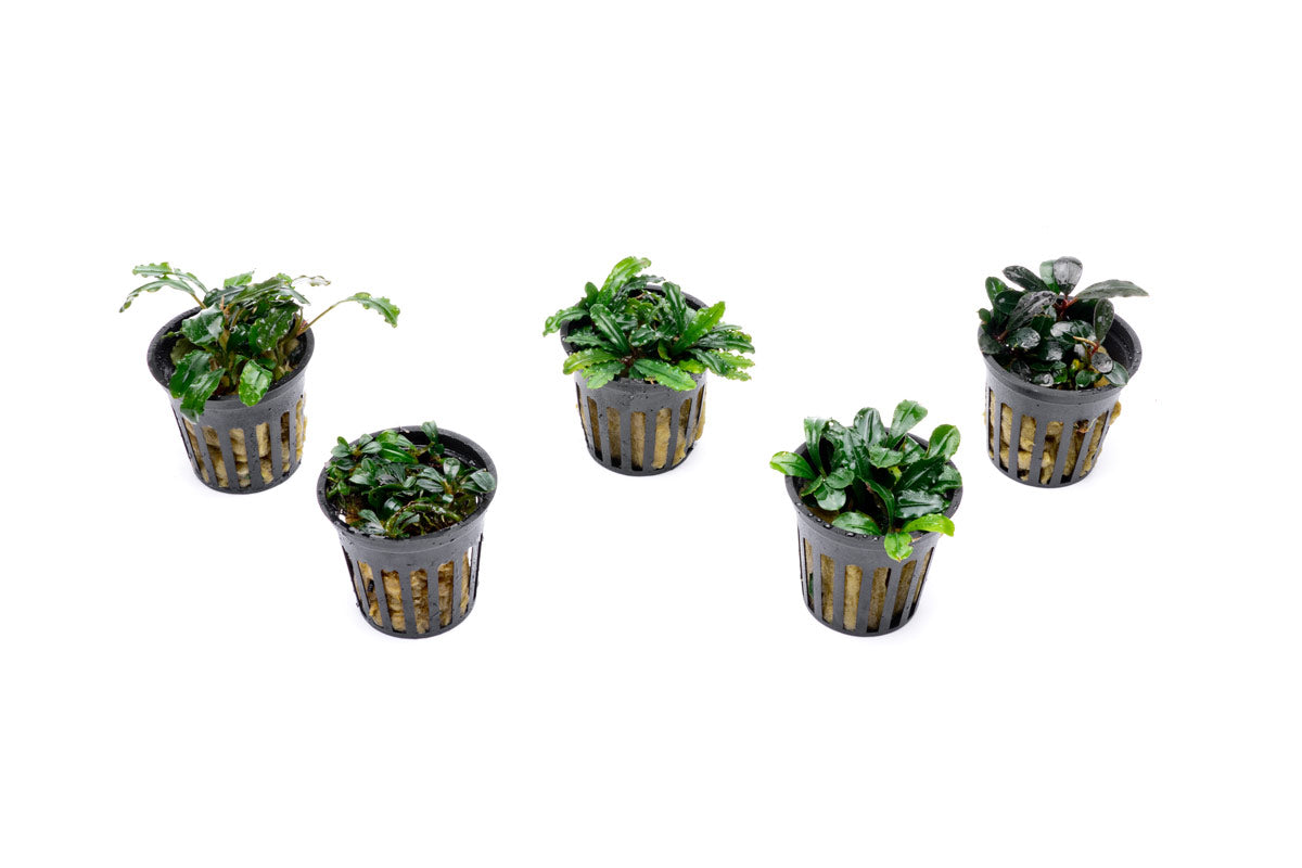 Aquarium Plant Starter Pack product image 2