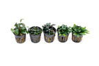 Aquarium Plant Starter Pack product image 6