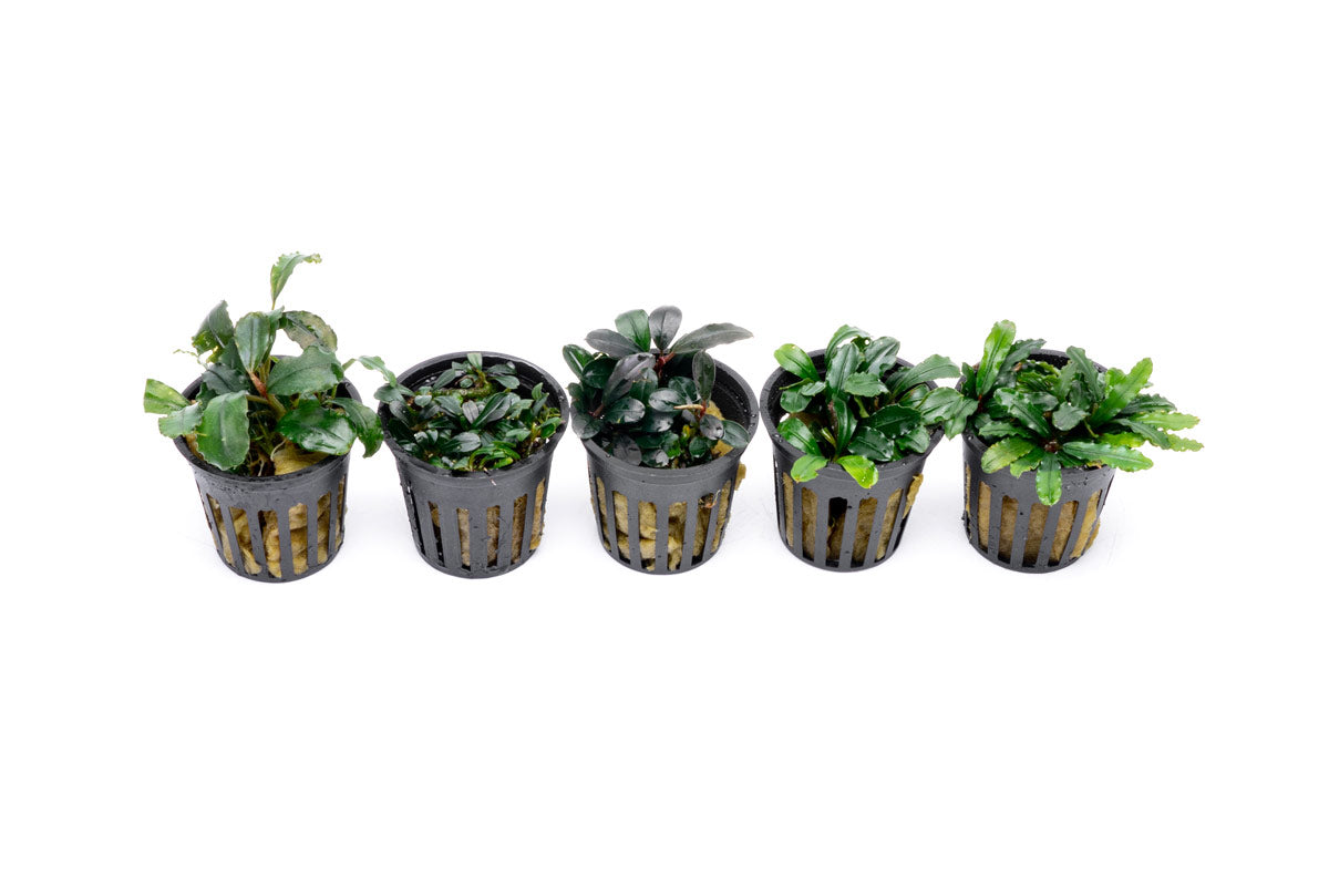 Aquarium Plant Starter Pack product image 6