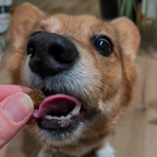 Dog Food product image 6