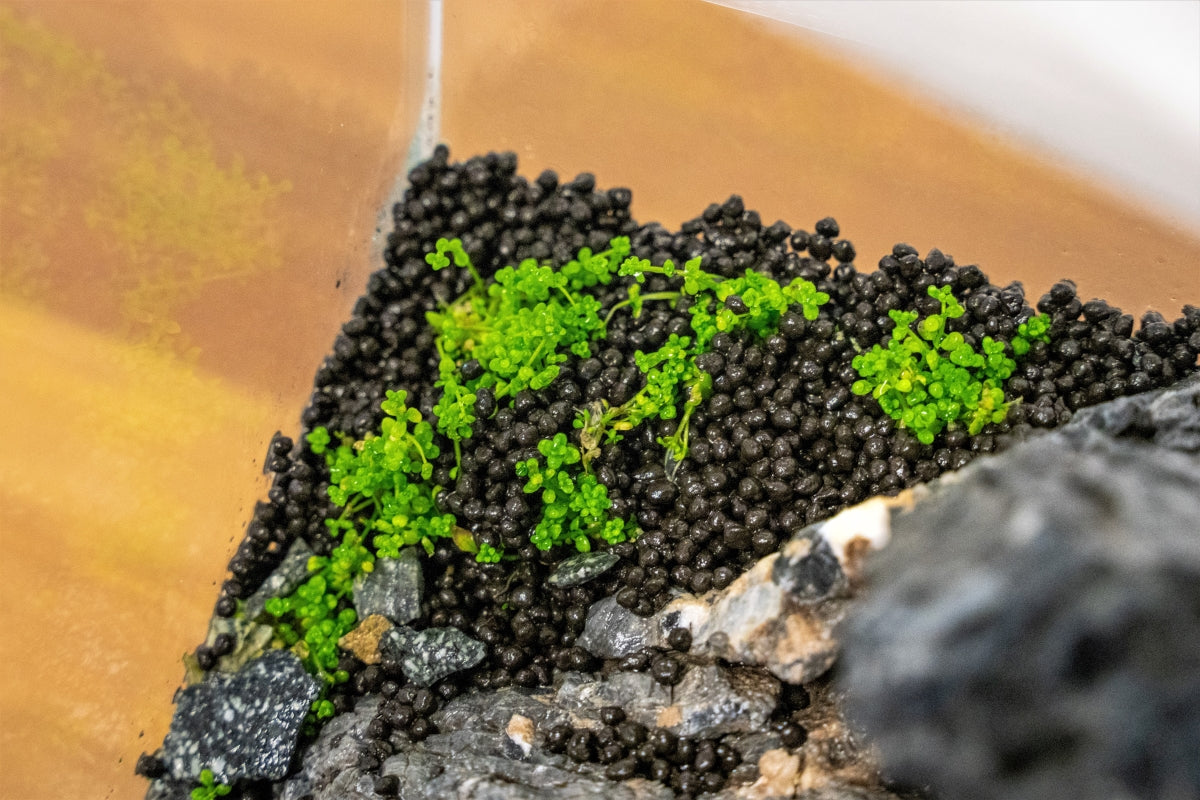 Aquarium Soil product image 4