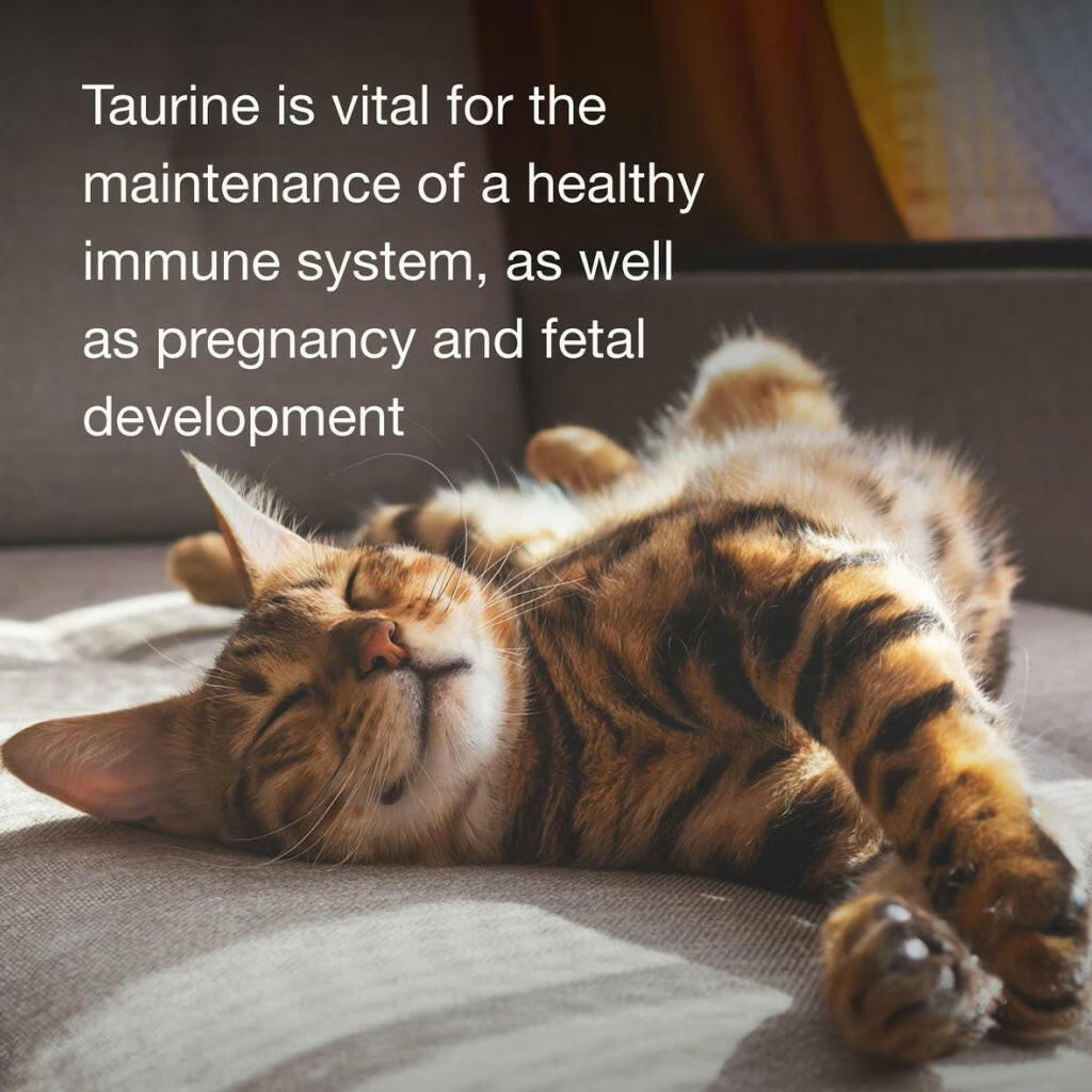 Cat Taurine Supplement product image 3