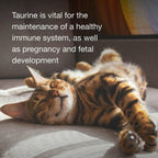 Cat Taurine Supplement product image 3