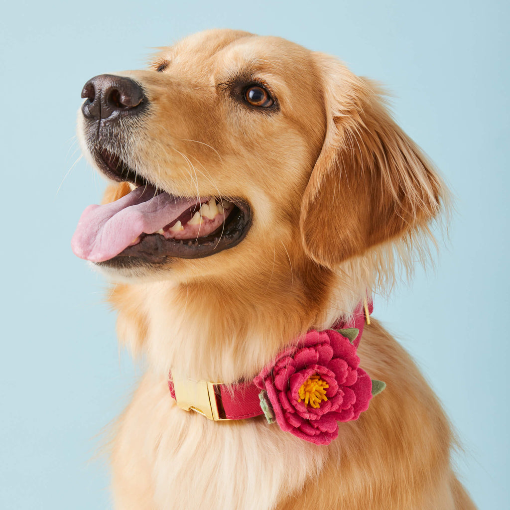 Dog Collar Flower product image 4