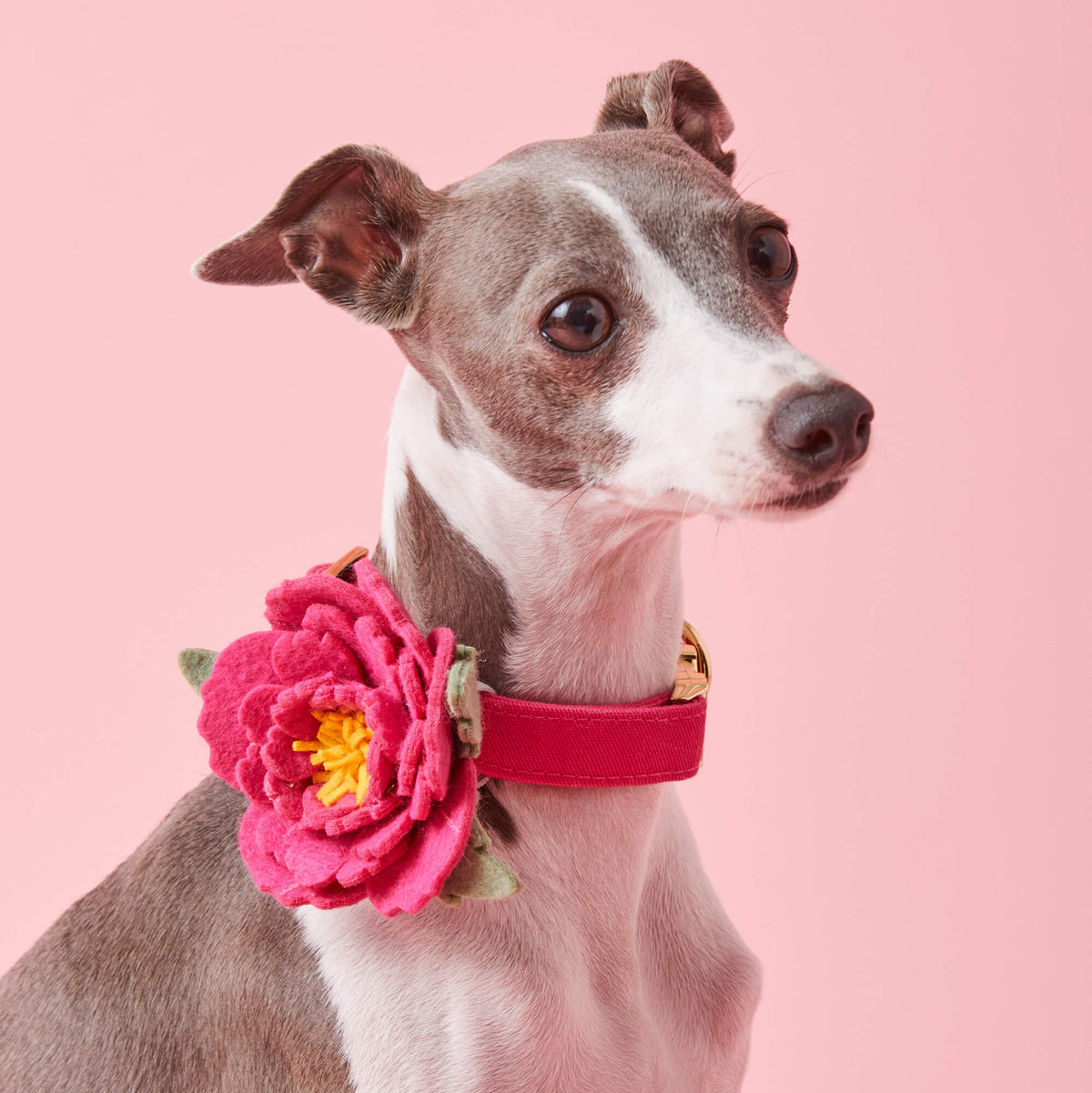 Dog Collar Flower product image 5