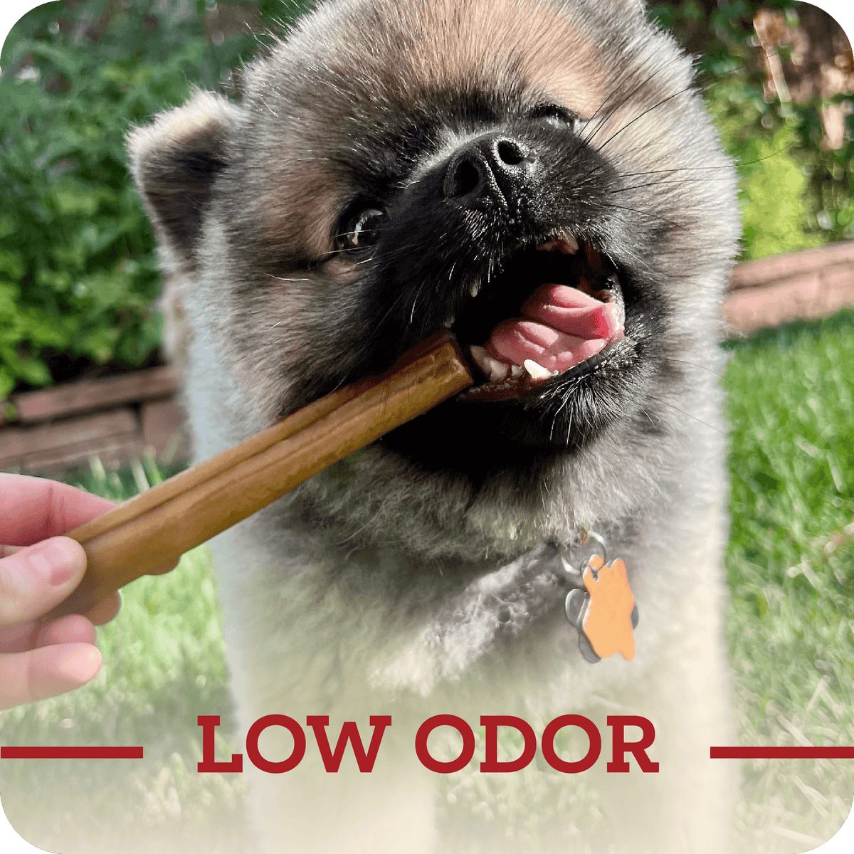 Dog Chews product image 7