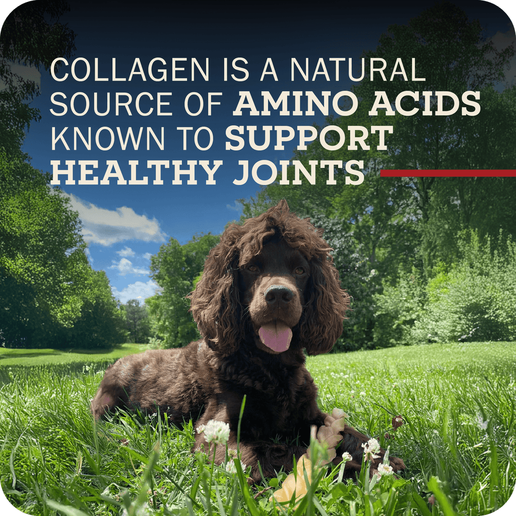 Dog Chews product image 8