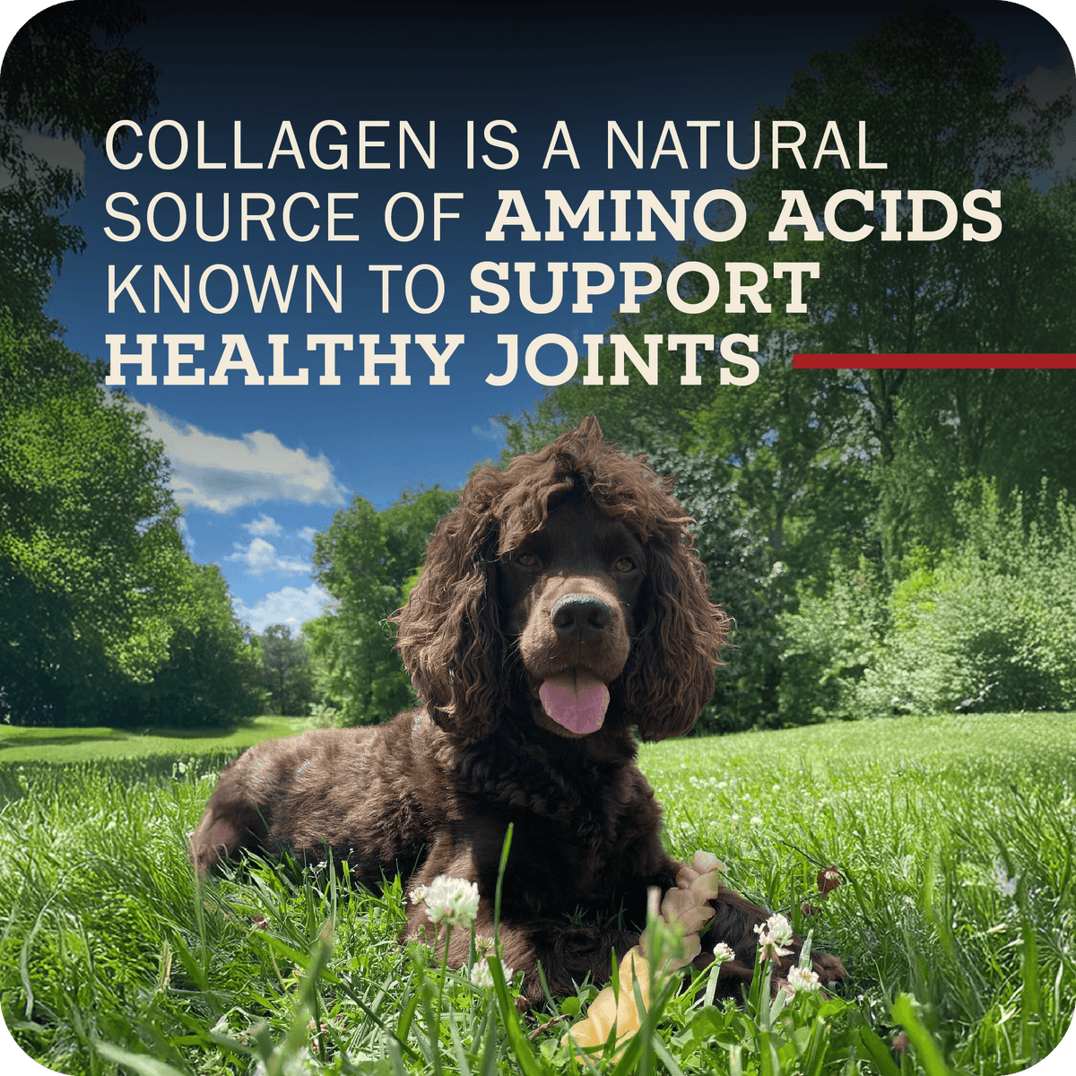 Dog Chews product image 8