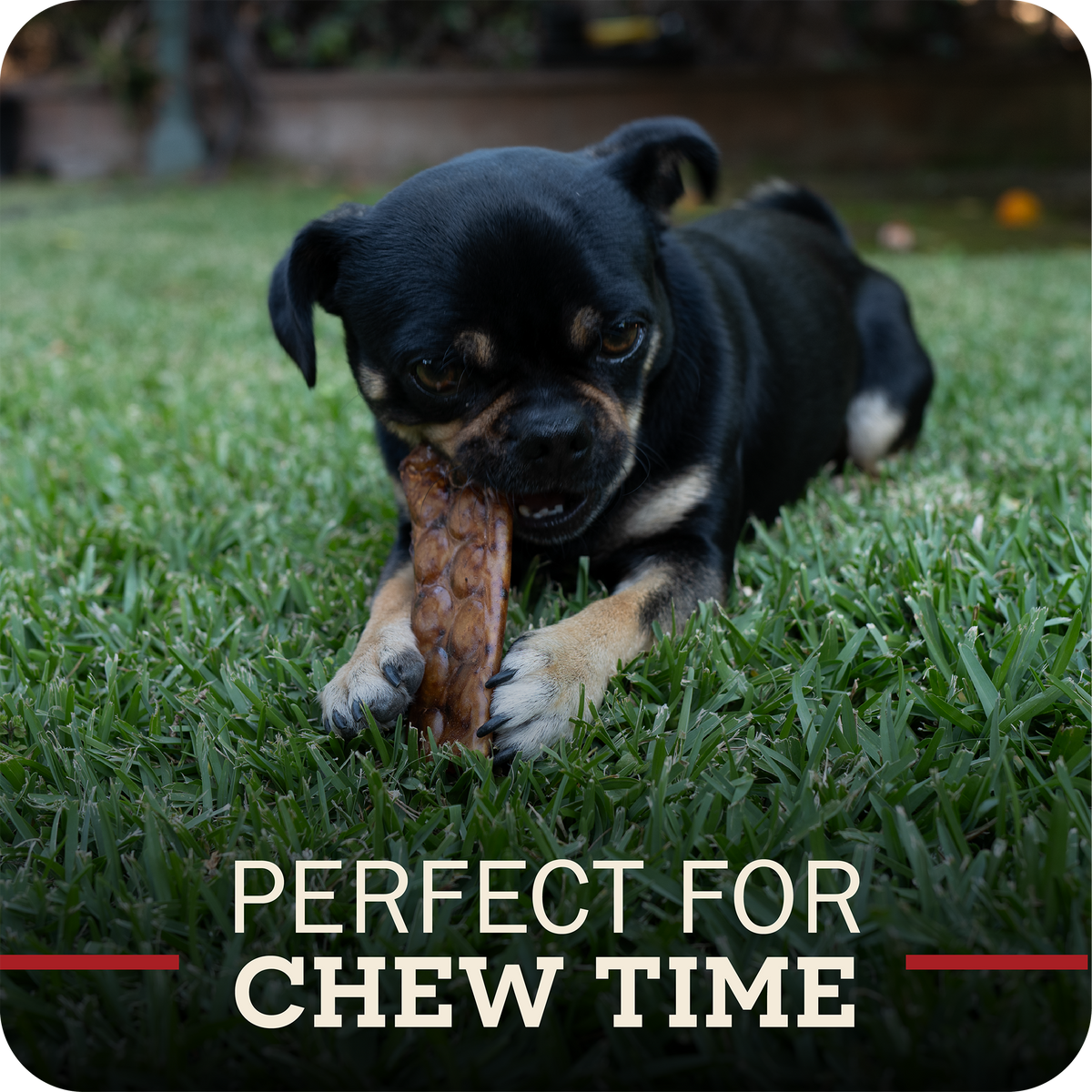 Collagen Dog Chew product image 2