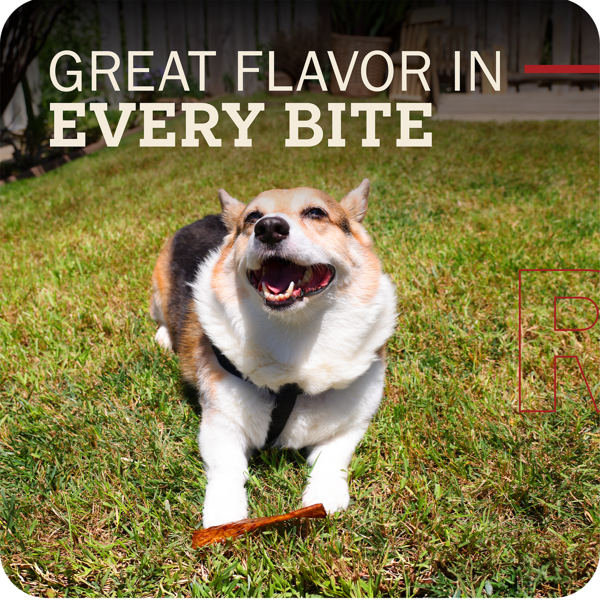 Collagen Dog Chew product image 4
