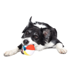 Dog Ball product image 2