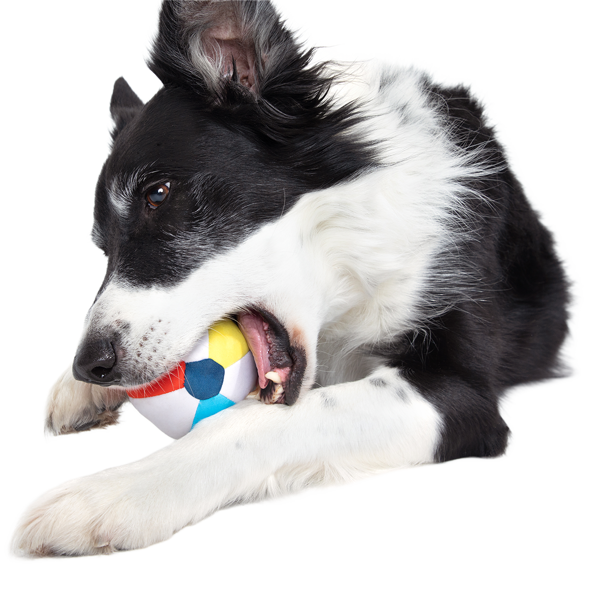 Dog Ball product image 4