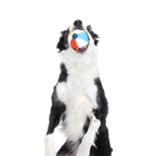 Dog Ball product image 6