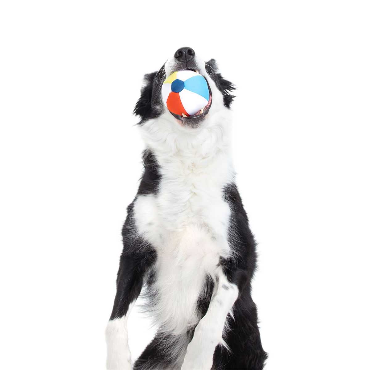 Dog Ball product image 6