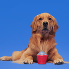 Treat-Dispensing Dog Toy product image 3