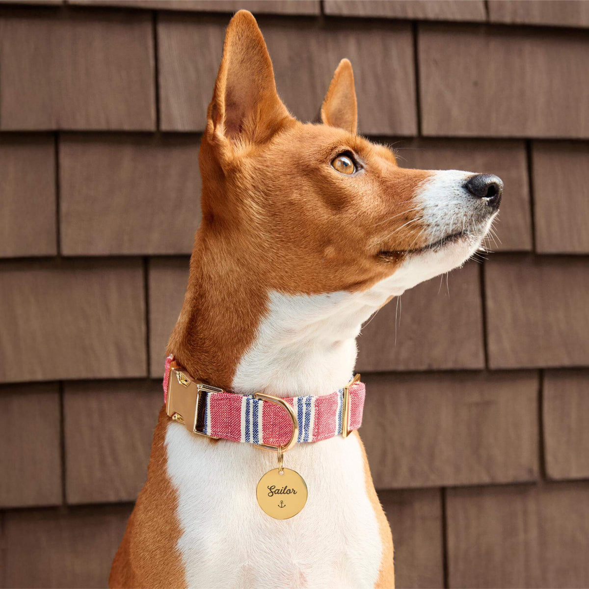 Dog Collar product image 5