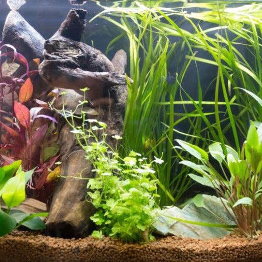 Live Aquarium Stem Plants product image 1