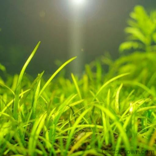Live Aquarium Stem Plants product image 4