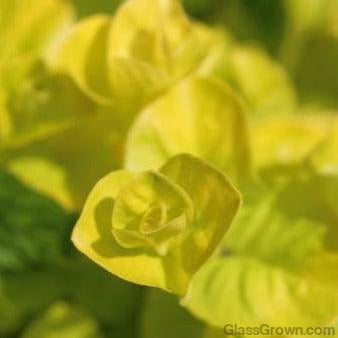 Live Aquarium Stem Plants product image 5