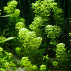 Live Aquarium Stem Plants product image 9