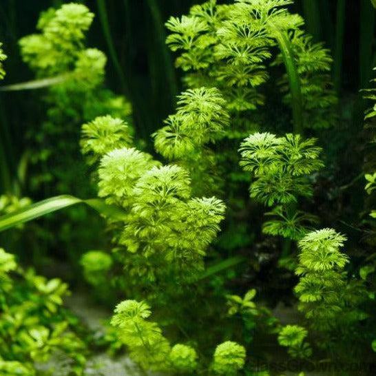 Live Aquarium Stem Plants product image 9