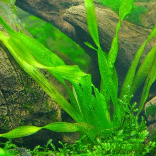 Live Aquarium Stem Plants product image 10
