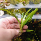 Live Aquarium Stem Plants product image 16