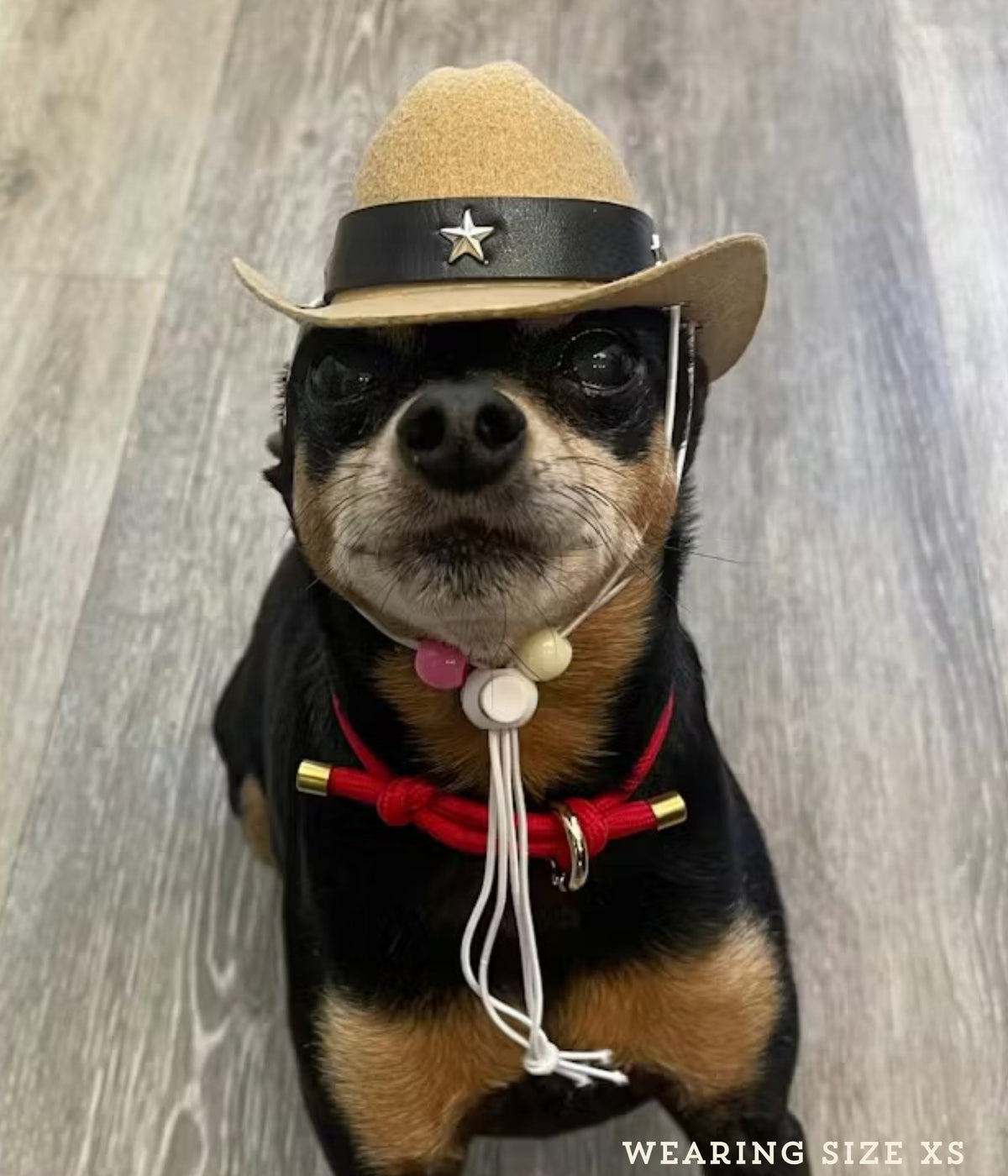 Dog Collar product image 1