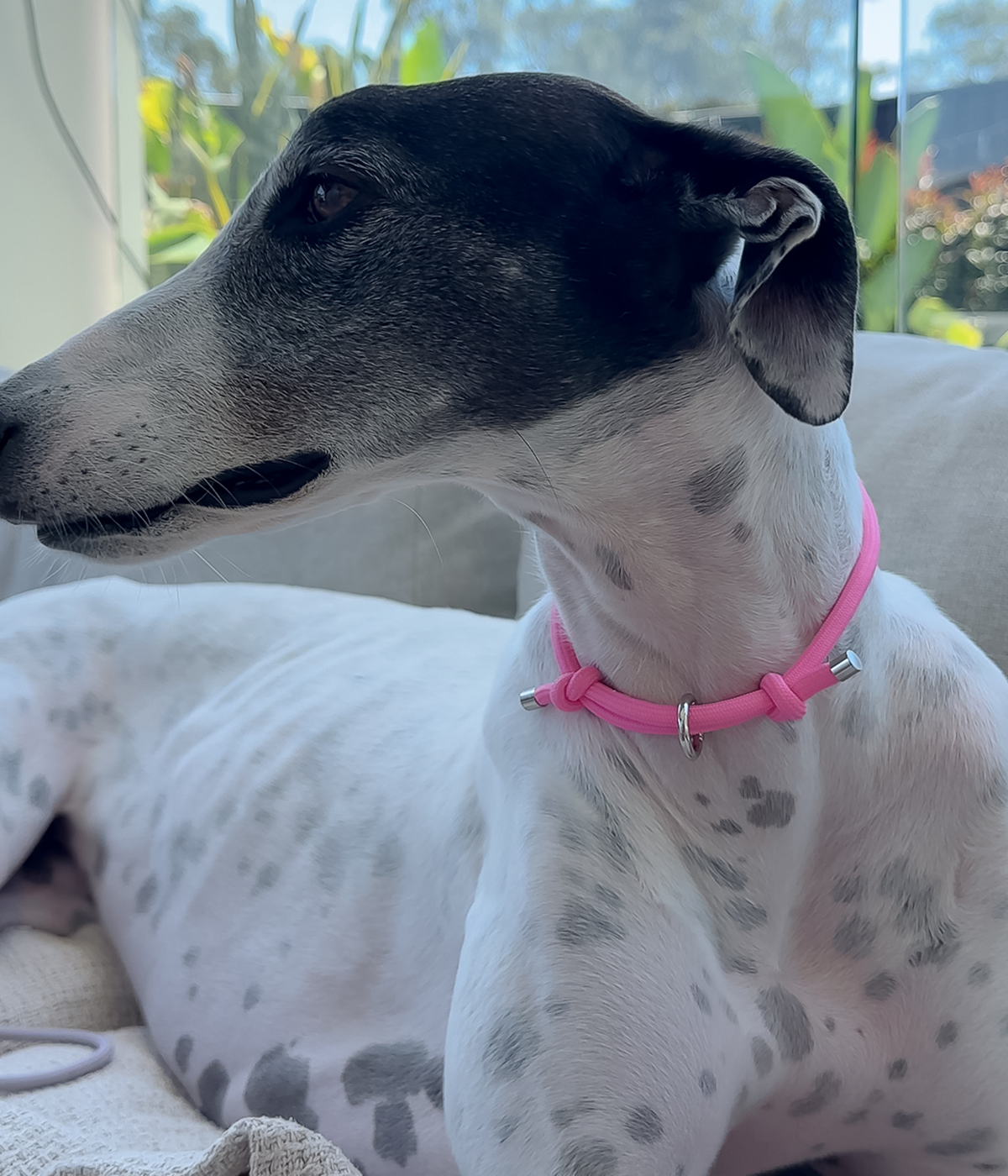 House Collar product image 6