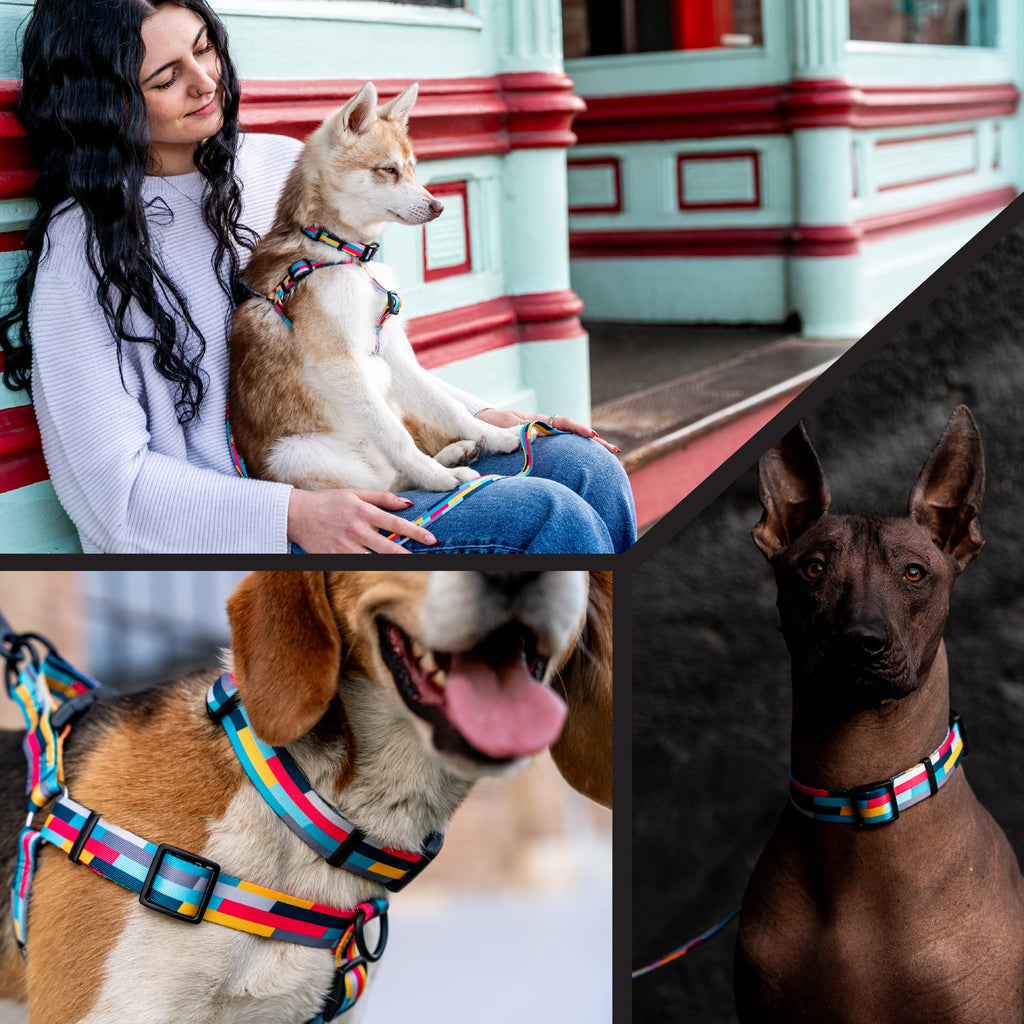 Dog Collar product image 6