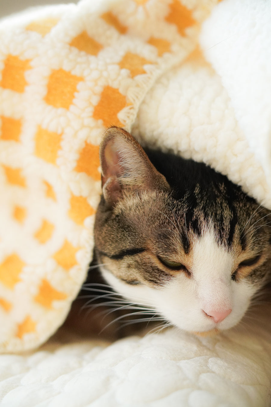 Pet Blanket product image 1