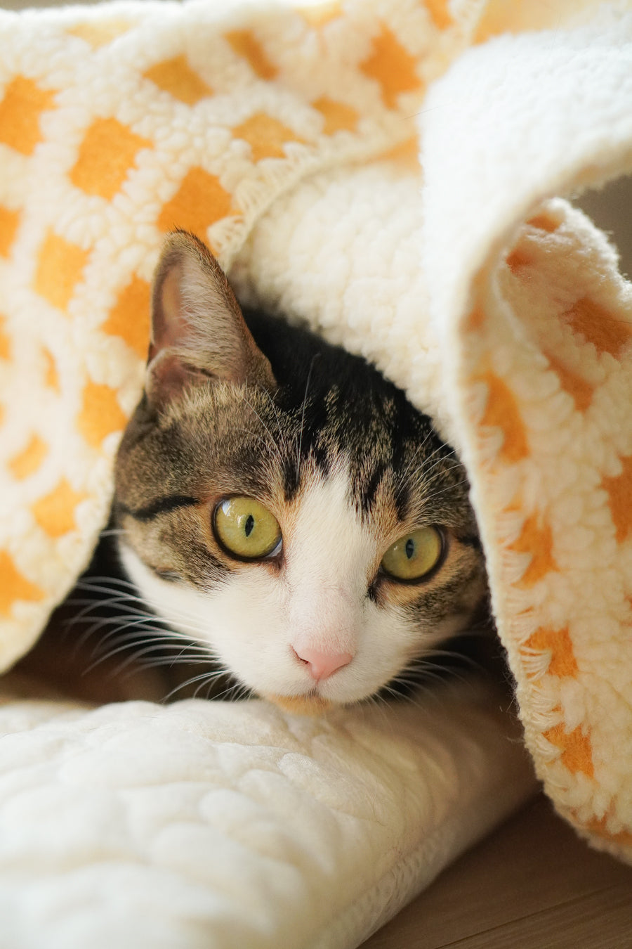 Pet Blanket product image 10