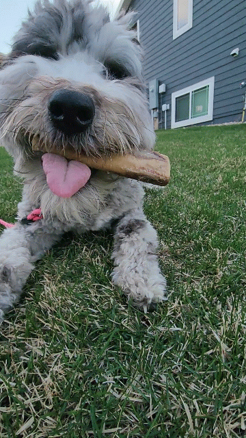 Dog Treat product image 3