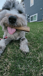 Dog Treat product image 3