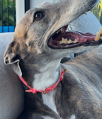 Dog House Collar product image 2