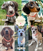 Dog House Collar product image 3