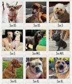 Dog House Collar product image 4