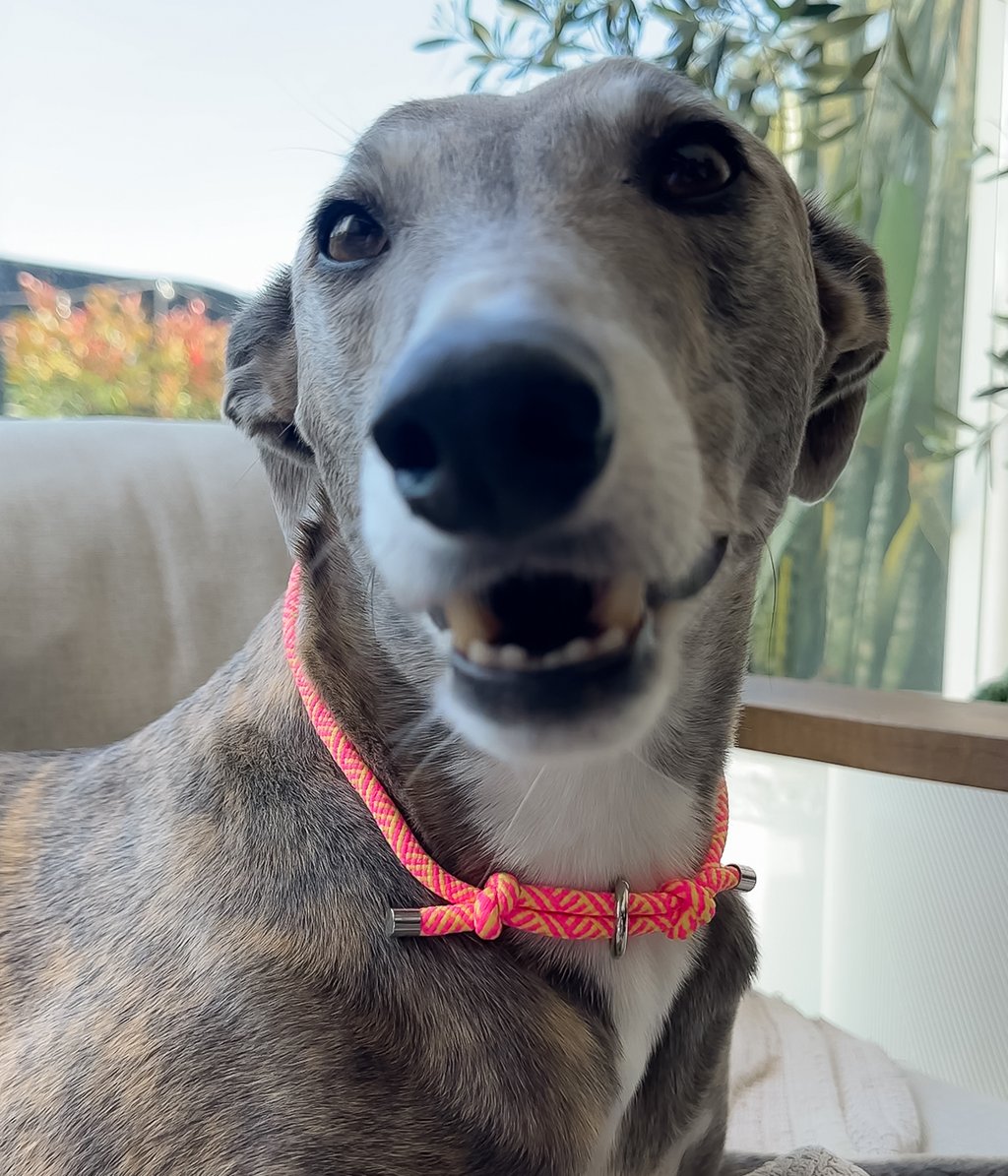 Dog House Collar product image 7