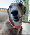 Dog House Collar product image 7