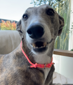 Dog House Collar product image 7