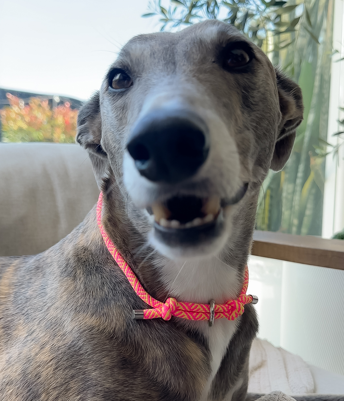 Dog House Collar product image 7