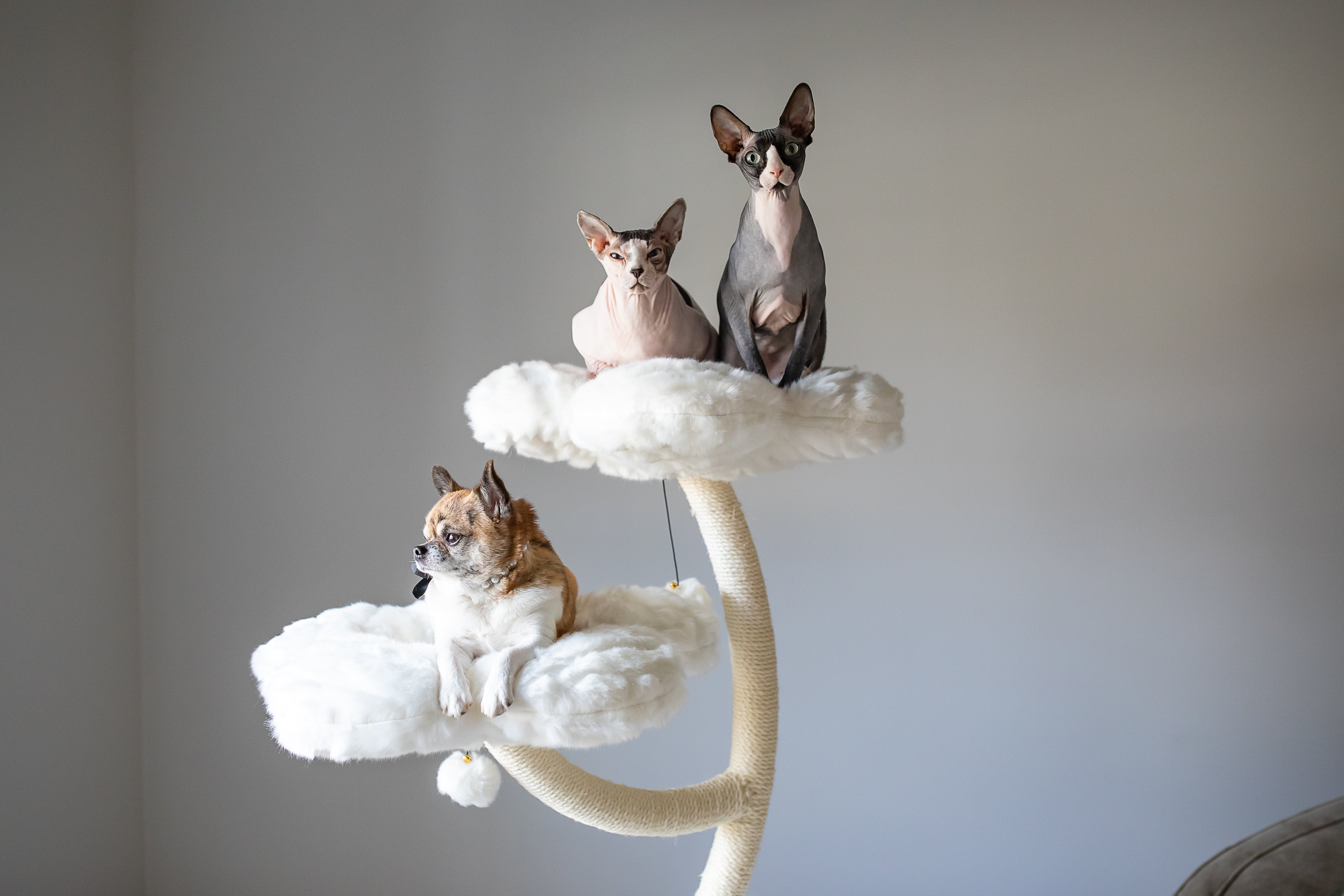 Cat Tree product image 7