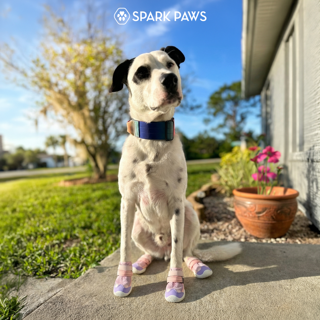 Dog Shoes product image 6