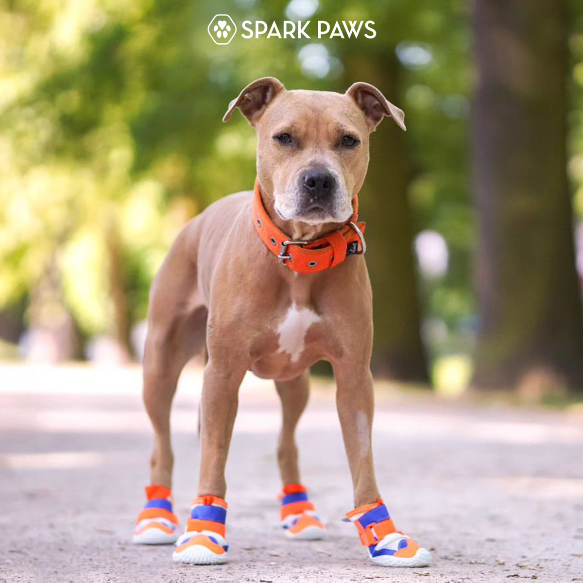 Dog Shoes product image 30