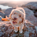 Chicken Feet for Dogs Natural Farm Shop Chicken Chews