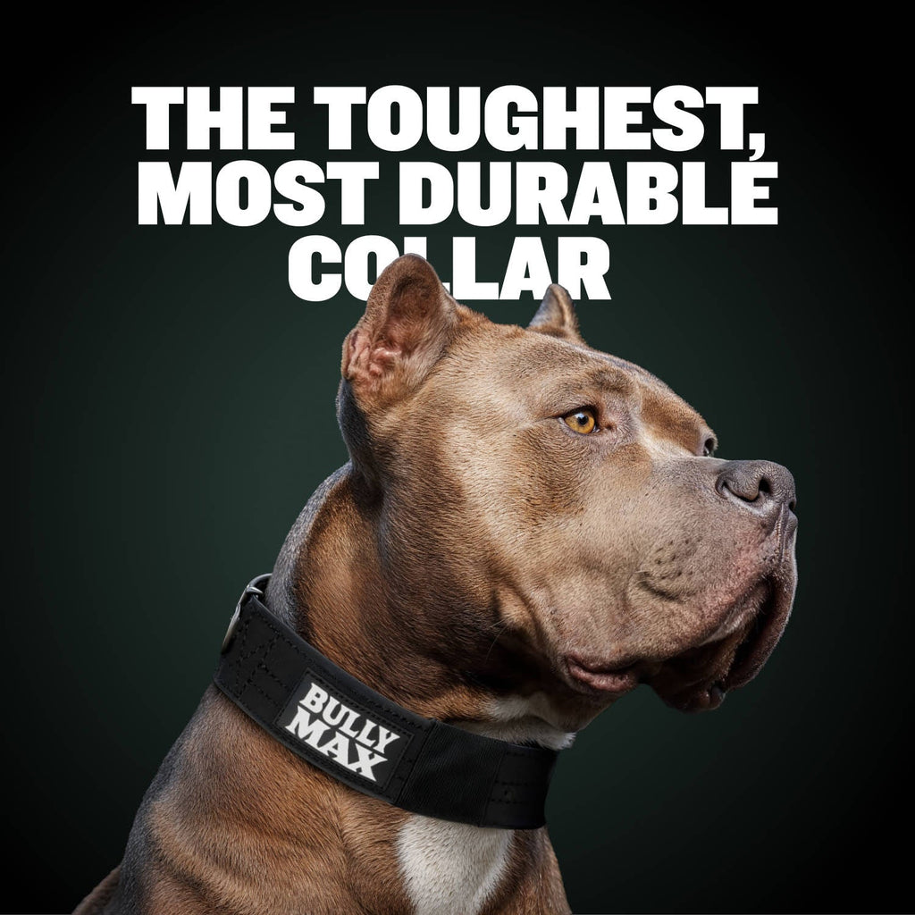Dog Collar product image 2