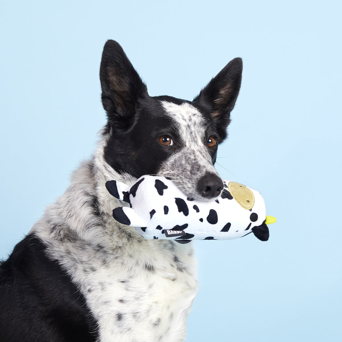 Squeaky Dog Toy product image 2